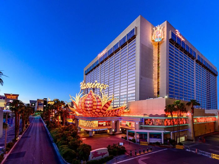 Flamingo expedia Flamingo expedia