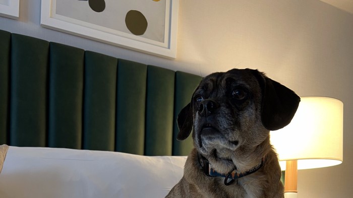 Pet friendly hotels near me